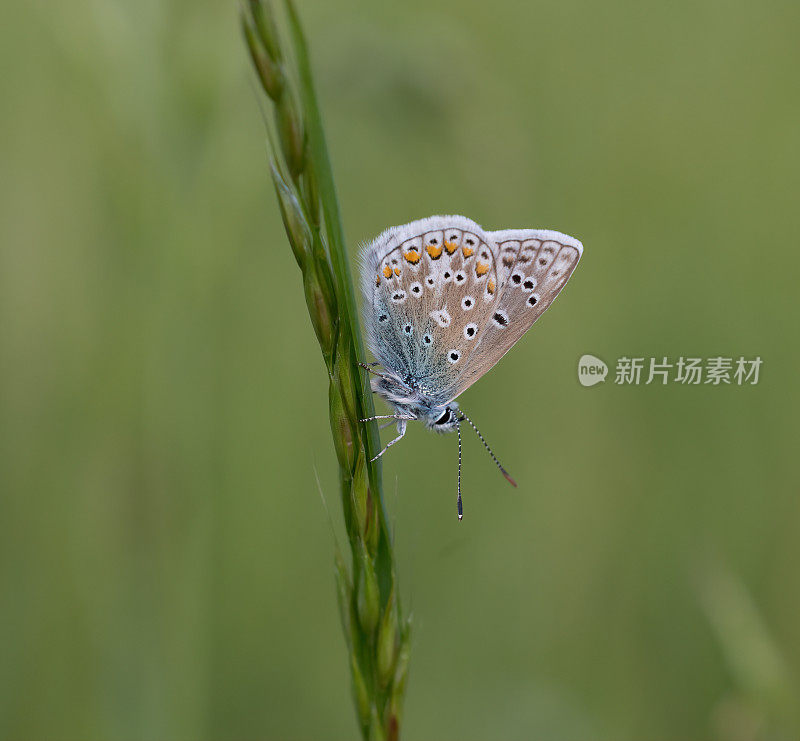 普通蓝(Polyommatus icarus)在植被上休息时的特写图像。